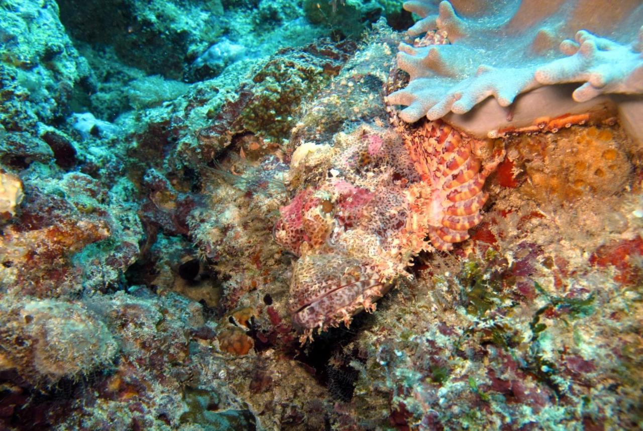Dive Planet Mafia Island Utende Kültér fotó