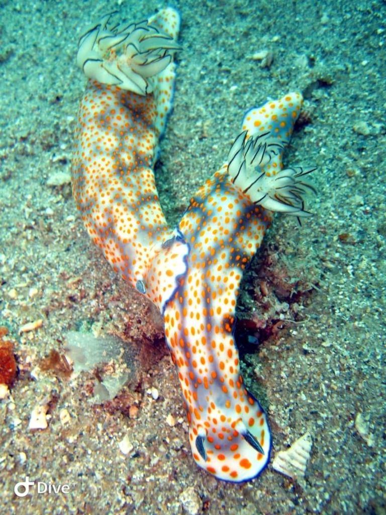 Dive Planet Mafia Island Utende Kültér fotó