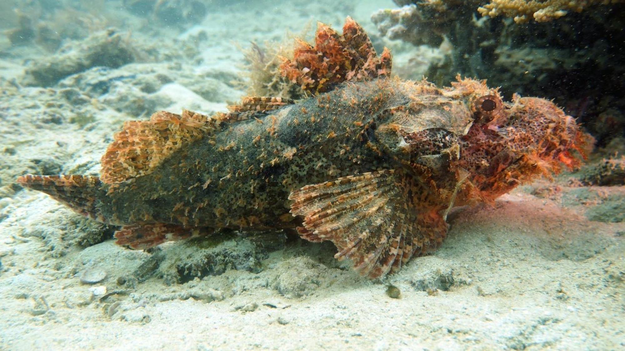 Dive Planet Mafia Island Utende Kültér fotó