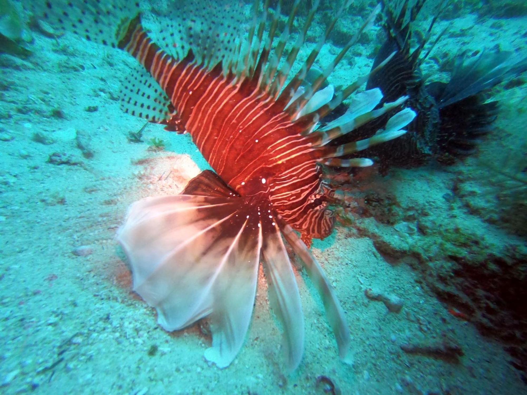 Dive Planet Mafia Island Utende Kültér fotó
