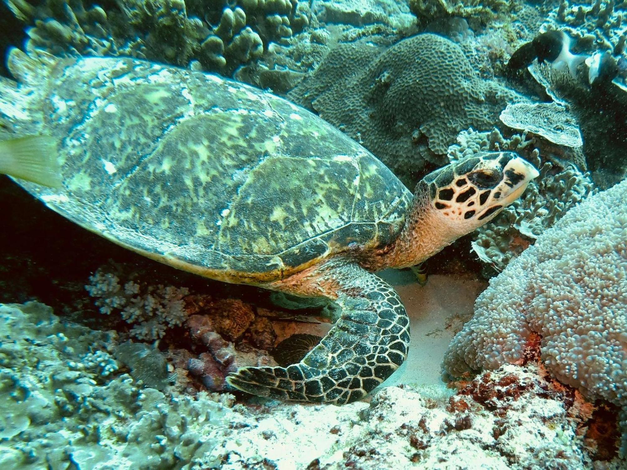 Dive Planet Mafia Island Utende Kültér fotó